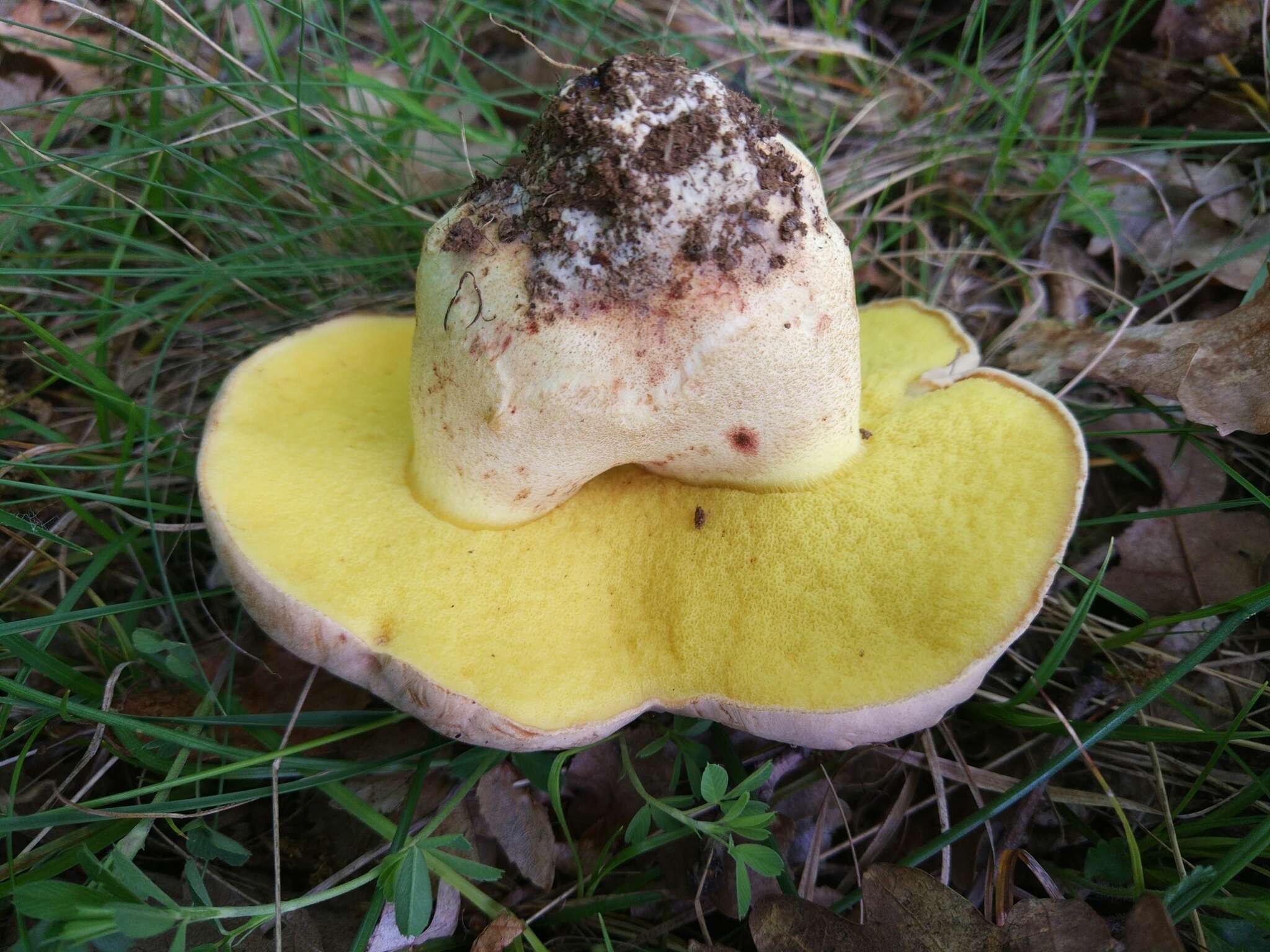 Image of Iodine bolete