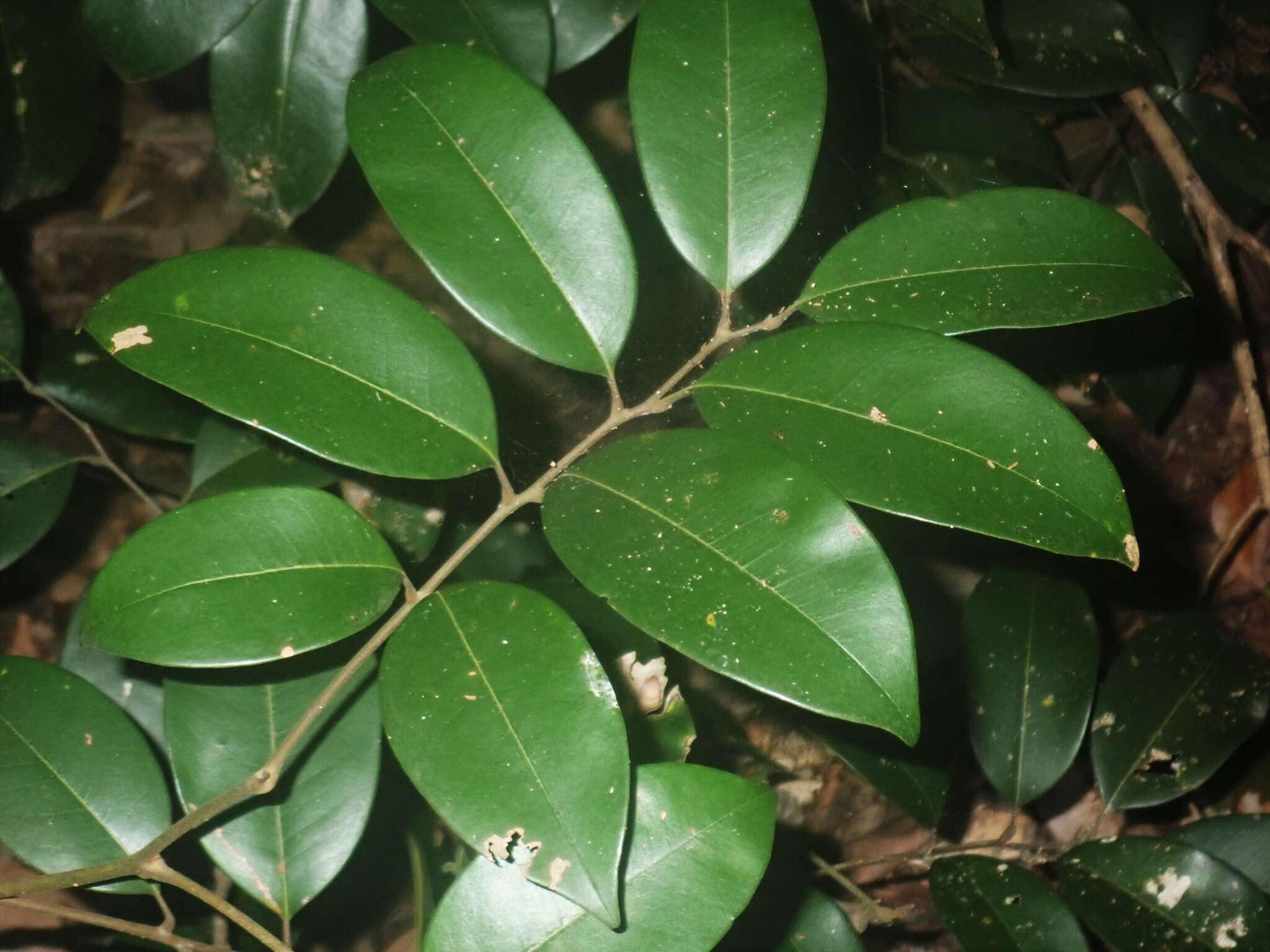 Image of Mischocarpus pyriformis (F. Müll.) Radlk.