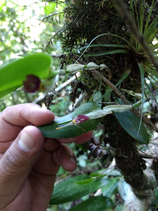 Image of Fly-carrying Restrepia