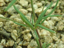 Image of slimleaf drymary