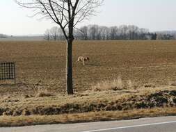 Image of Eurasian Wolf