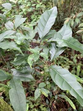 Image of Itea parviflora Hemsl.