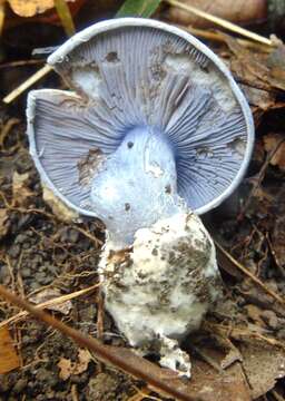 Image of Cortinarius subsolitarius A. H. Sm. 1942