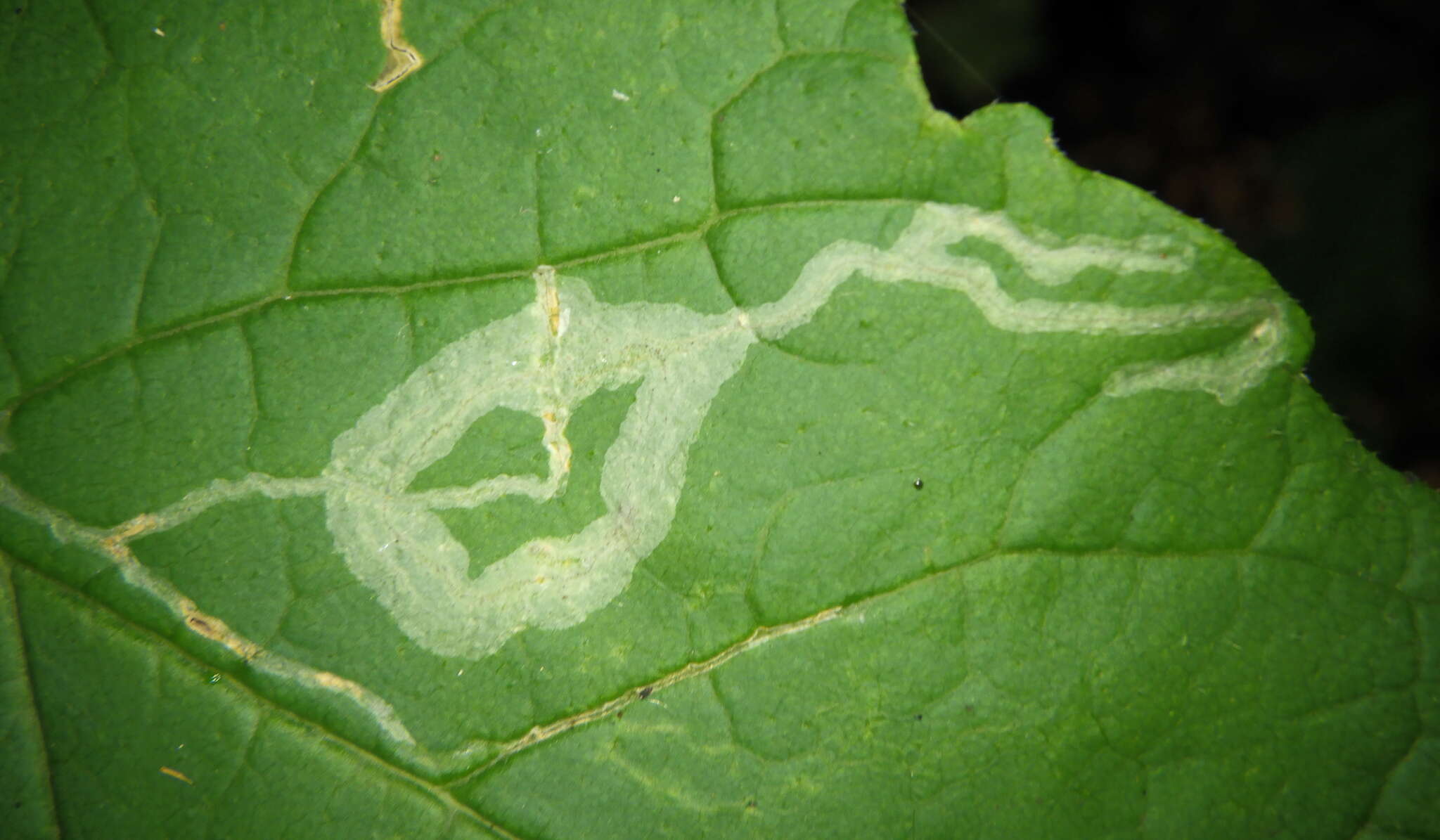 Image of Ash Leaf-roller