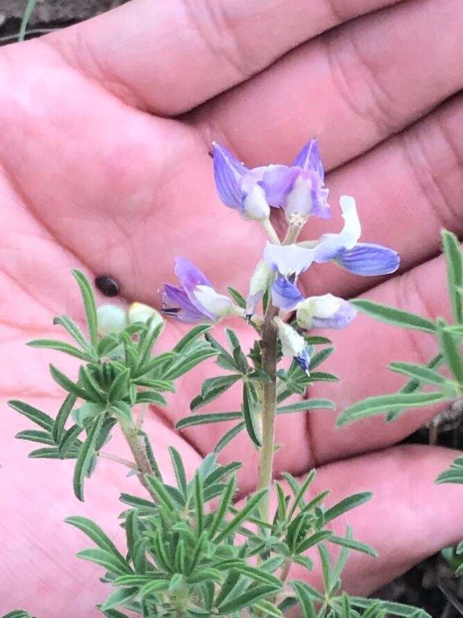 Image of Lupinus montanus Kunth