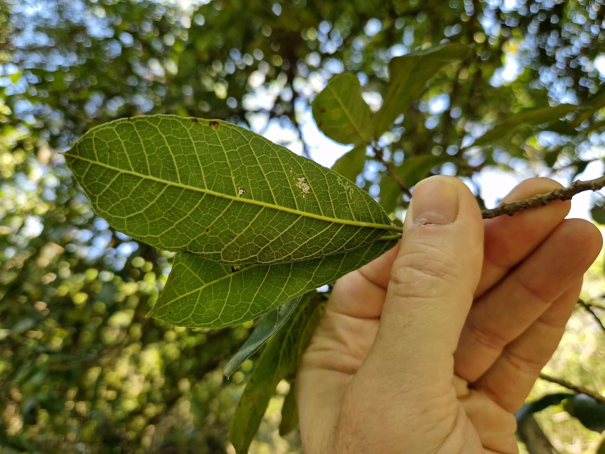 Image of Sorocea sprucei (Baill.) Macbr.