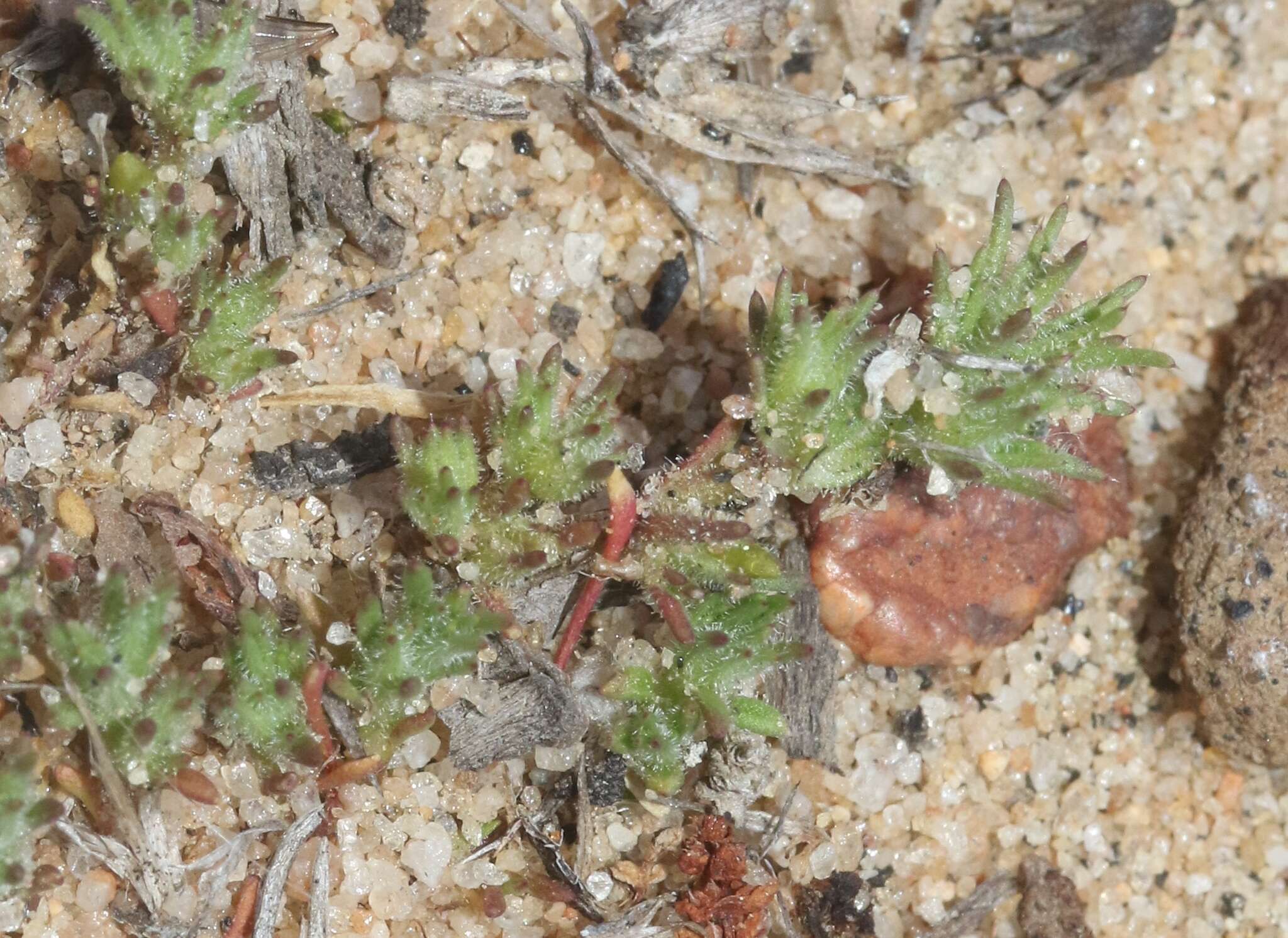 Image of spreading pygmyleaf