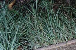 Image of glaucous sedge