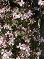 Image of Himalayan Clematis