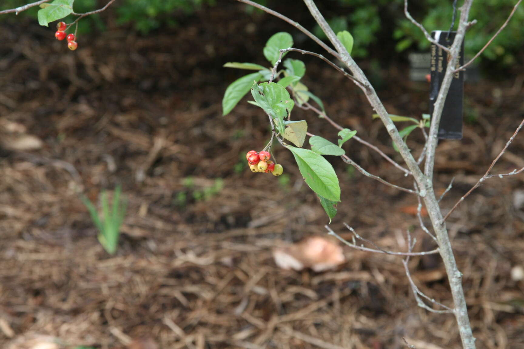 Plancia ëd Aronia arbutifolia (L.) Pers.