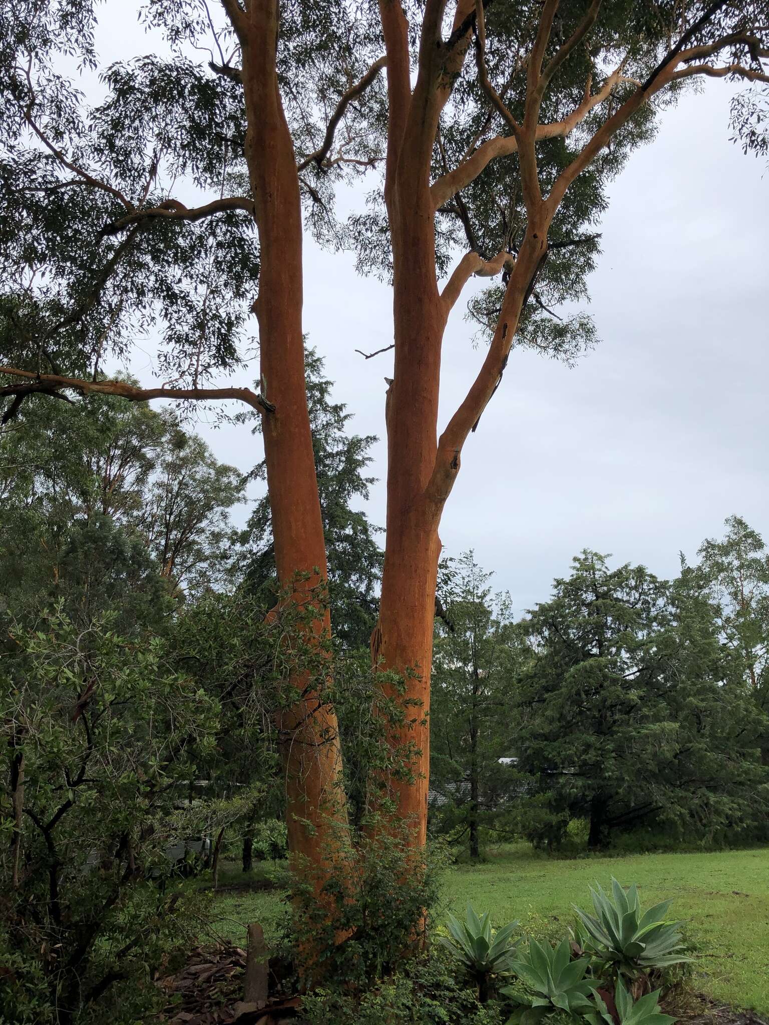 Image of gray gum