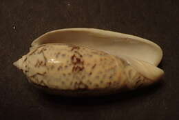 Image of Oliva tremulina Lamarck 1811