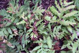 Image of sensitive fern