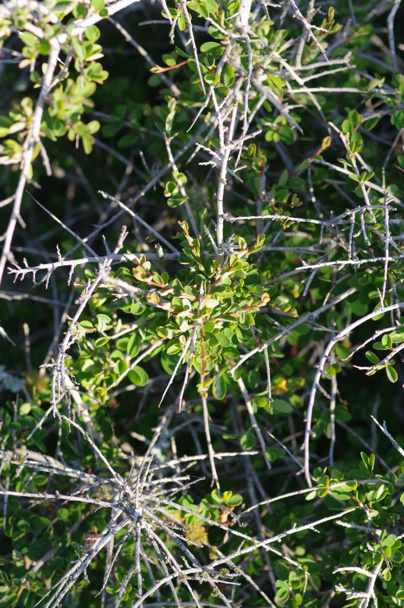 Image of Flueggea verrucosa (Thunb.) G. L. Webster