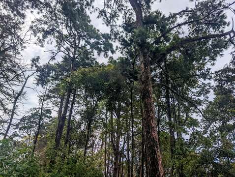 Image of Benguet Pine