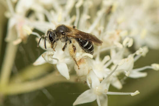 Image of Miserable Andrena