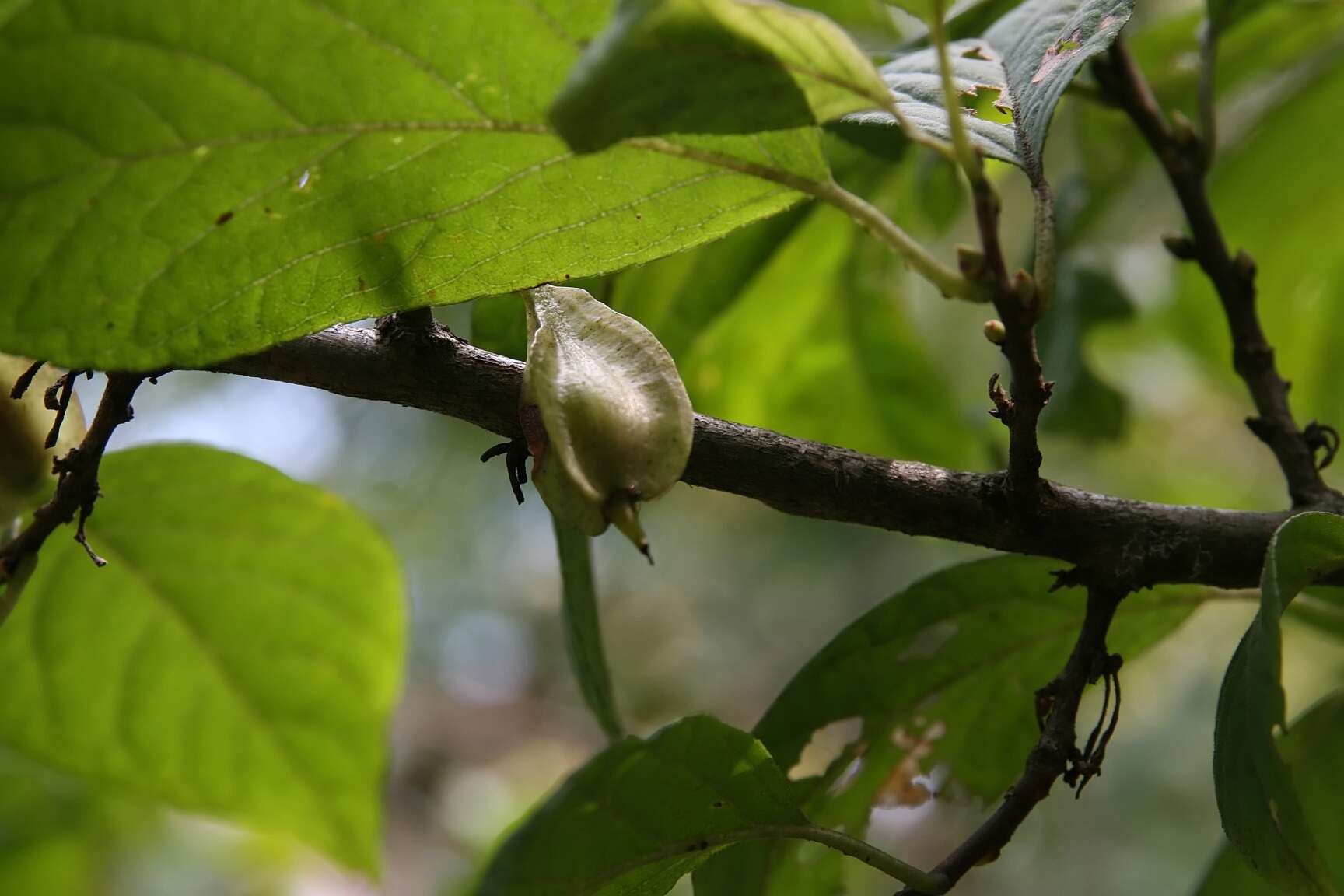 Image de Halesia tetraptera J. Ellis