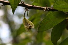 Image de Halesia tetraptera J. Ellis