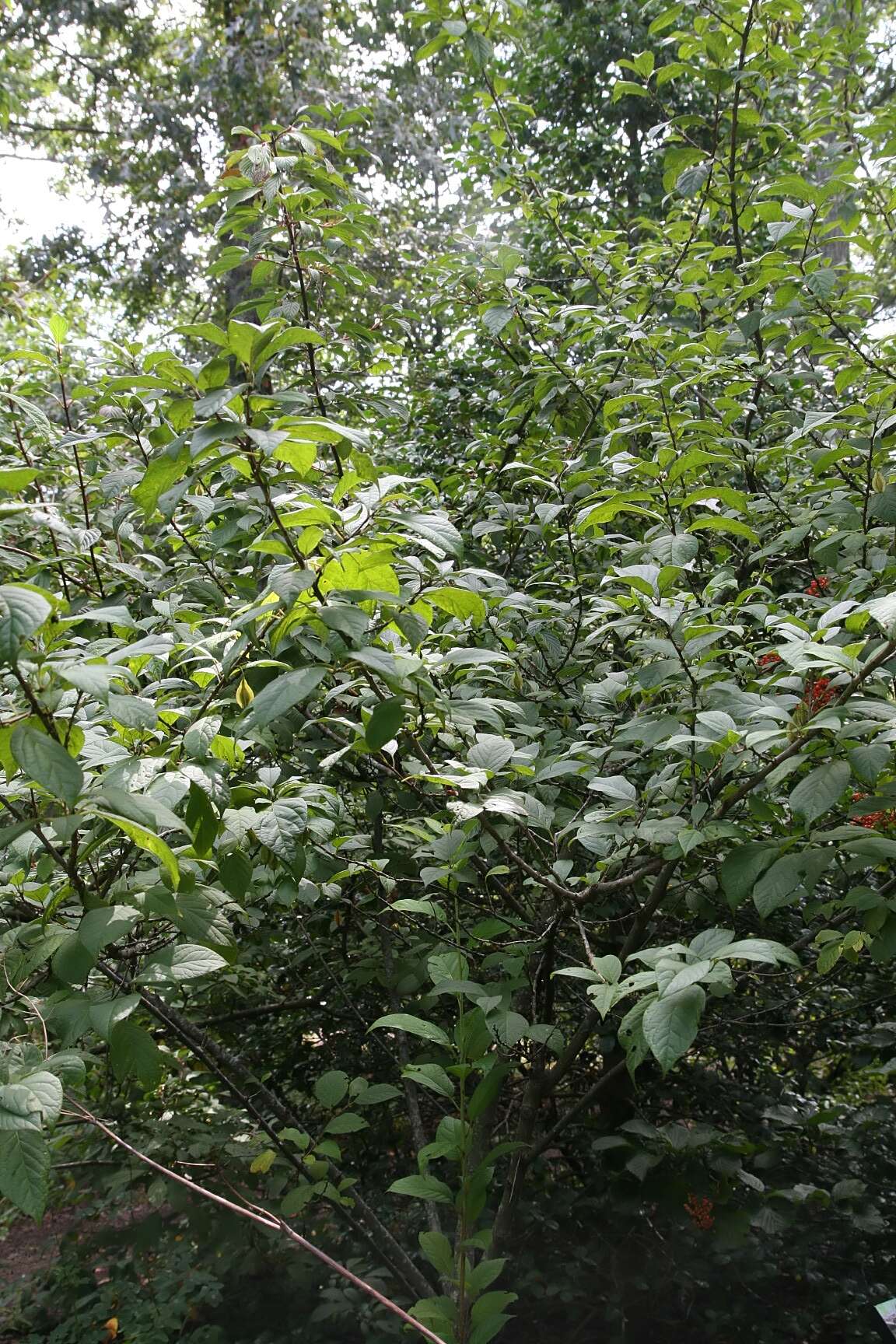 Image de Halesia tetraptera J. Ellis