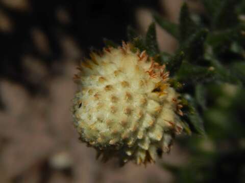 Image of Phylica harveyi (Arn.) Pillans