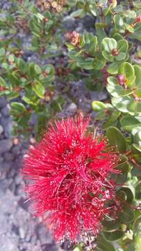 Image of 'ohi'a lehua