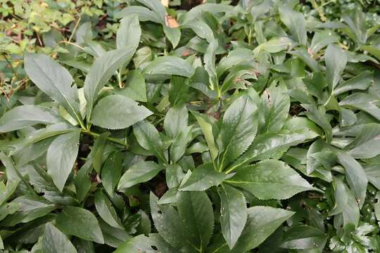 Image of lenten-rose