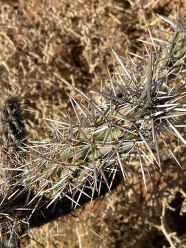 Image of Cylindropuntia californica var. rosarica (G. E. Linds.) Rebman