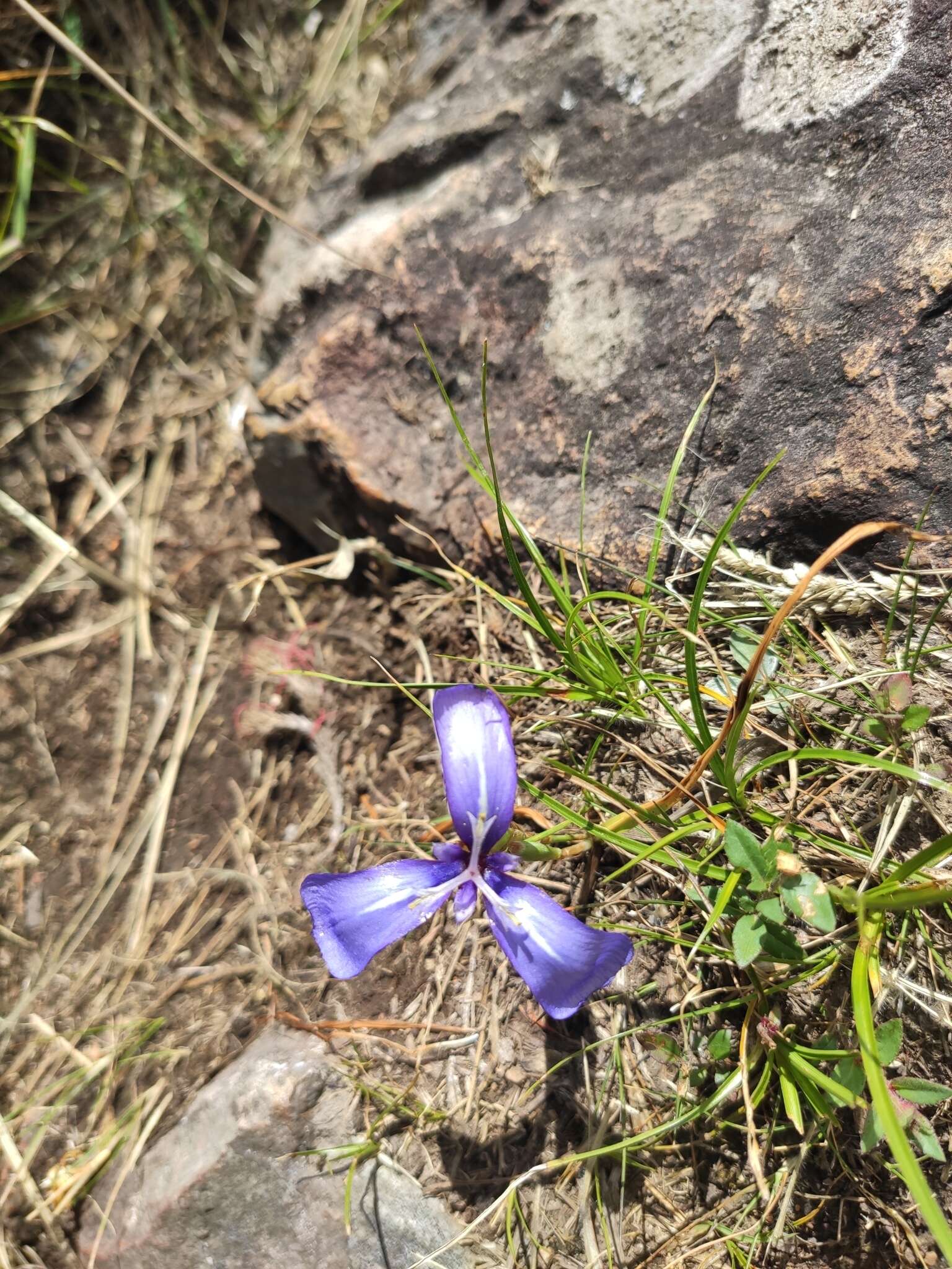 Herbertia pulchella Sweet的圖片