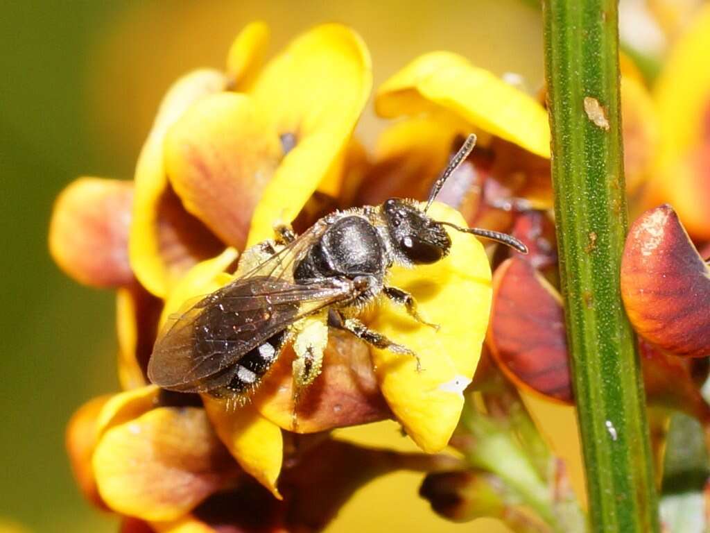 Lasioglossum calophyllae (Rayment 1935)的圖片