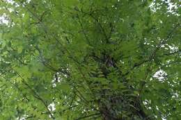 Image of Chinese Trumpet Vine