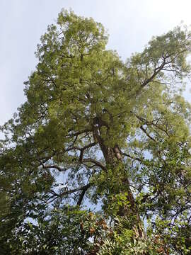 Image of Alstonia boonei De Wild.