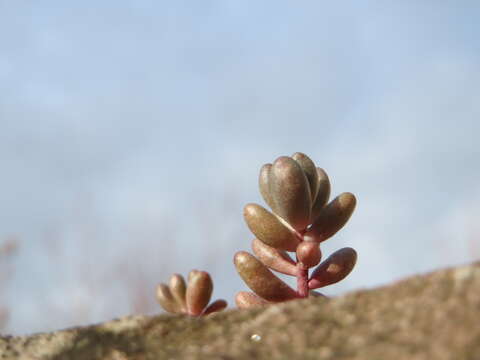 Image of White Stonecrop