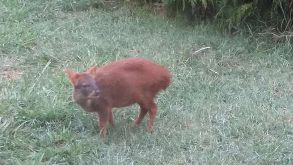 Image of Pudú