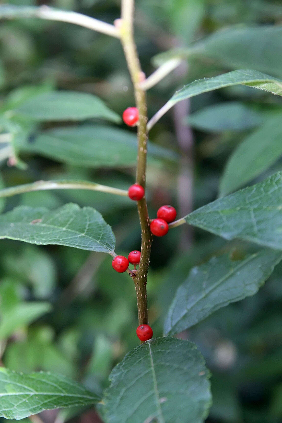 Image of Michigan holly