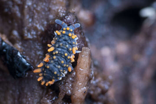 Image of Holacanthella paucispinosa (Salmon & JT 1941)