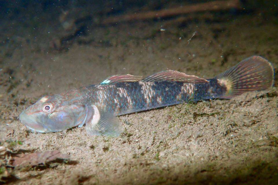 Image of Rhinogobius leavelli (Herre 1935)