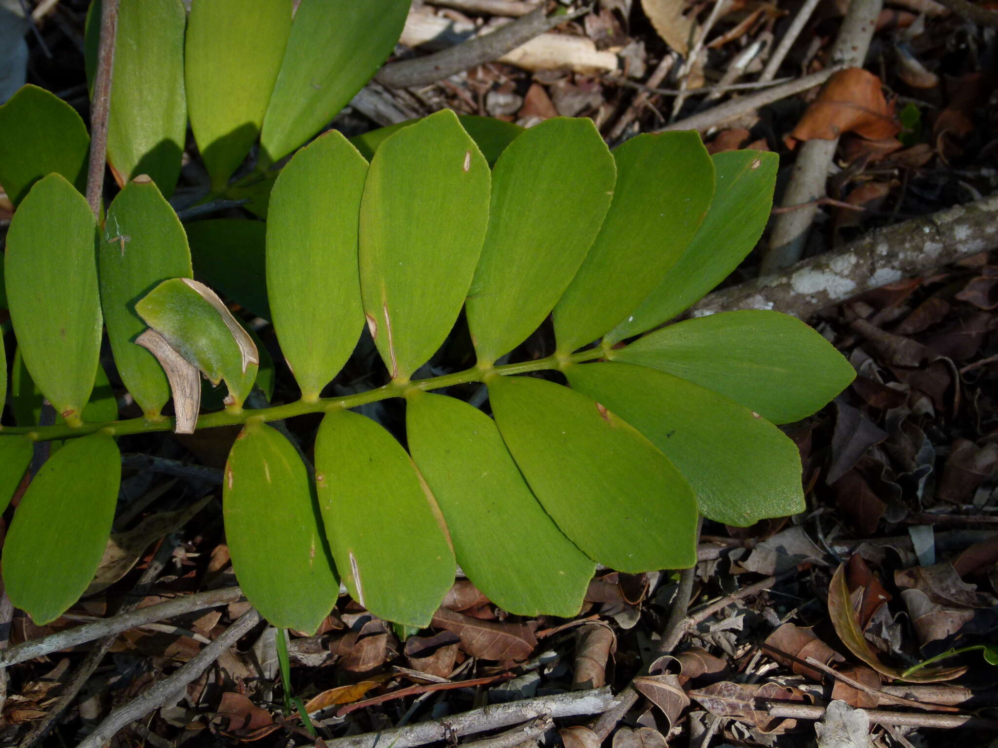 Image of Cardboard Palm