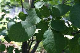 Image of American smoketree