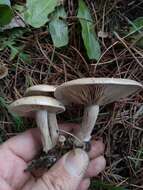 Image of Lactarius flexuosus (Pers.) Gray 1821