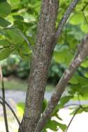 Image of American smoketree