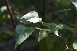 Image of Szechuan white birch
