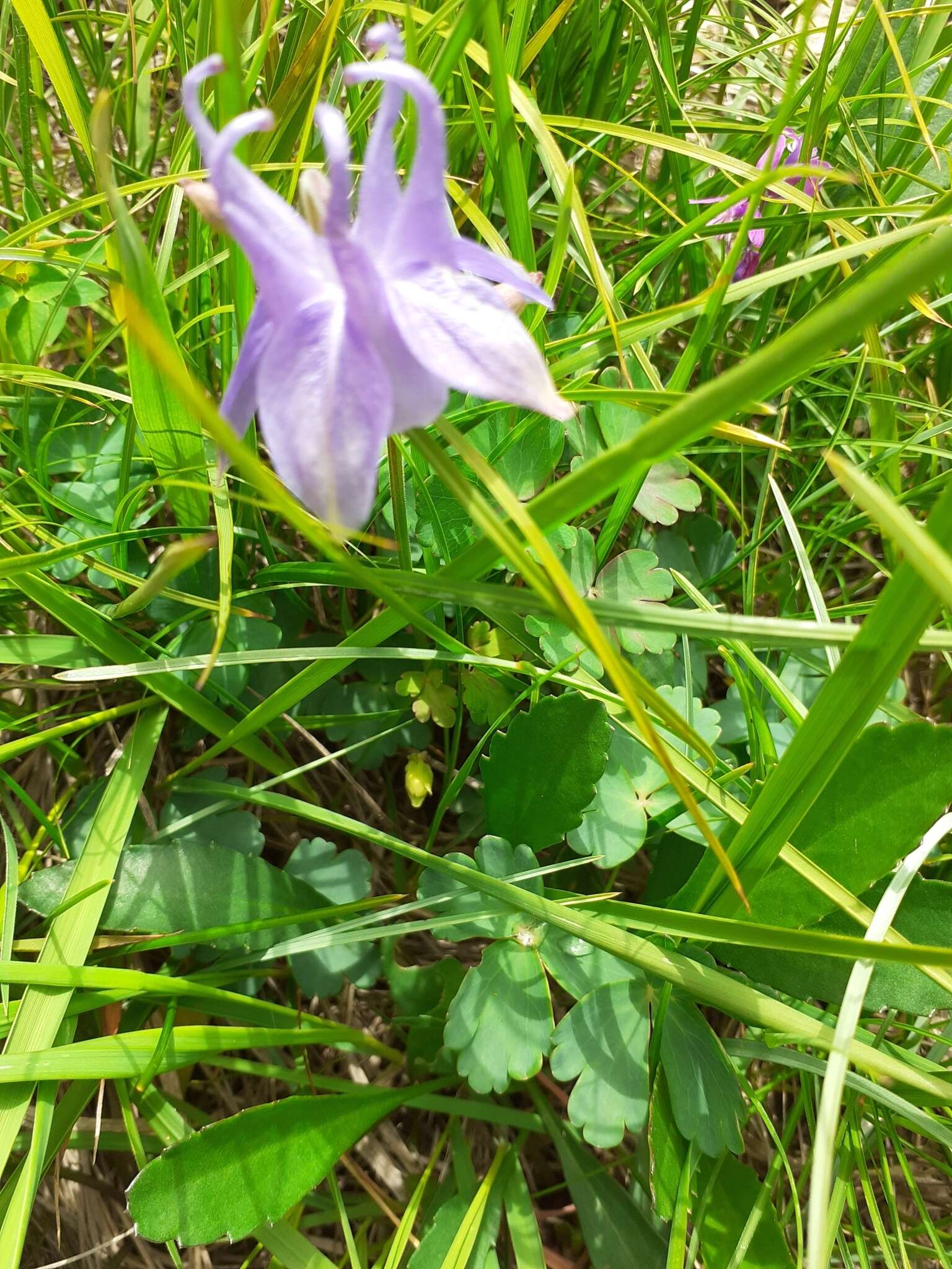 Image of Aquilegia ophiolithica Barberis & E. Nardi