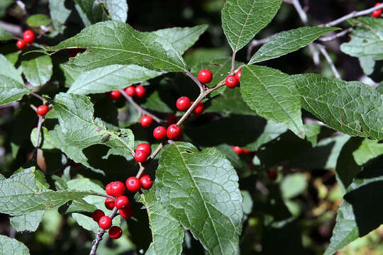 Image of Michigan holly