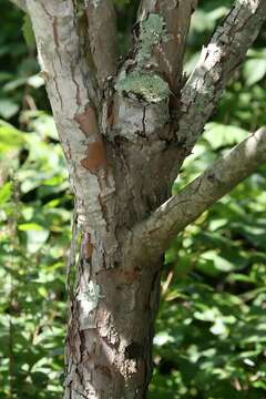 Image of green hawthorn