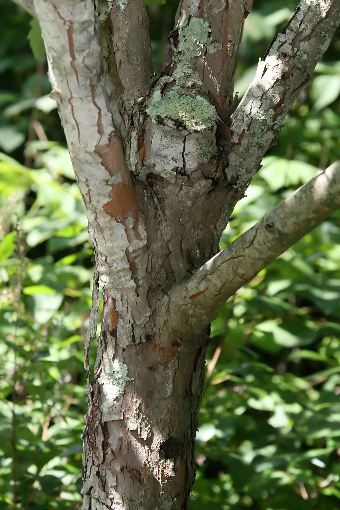 Image of green hawthorn