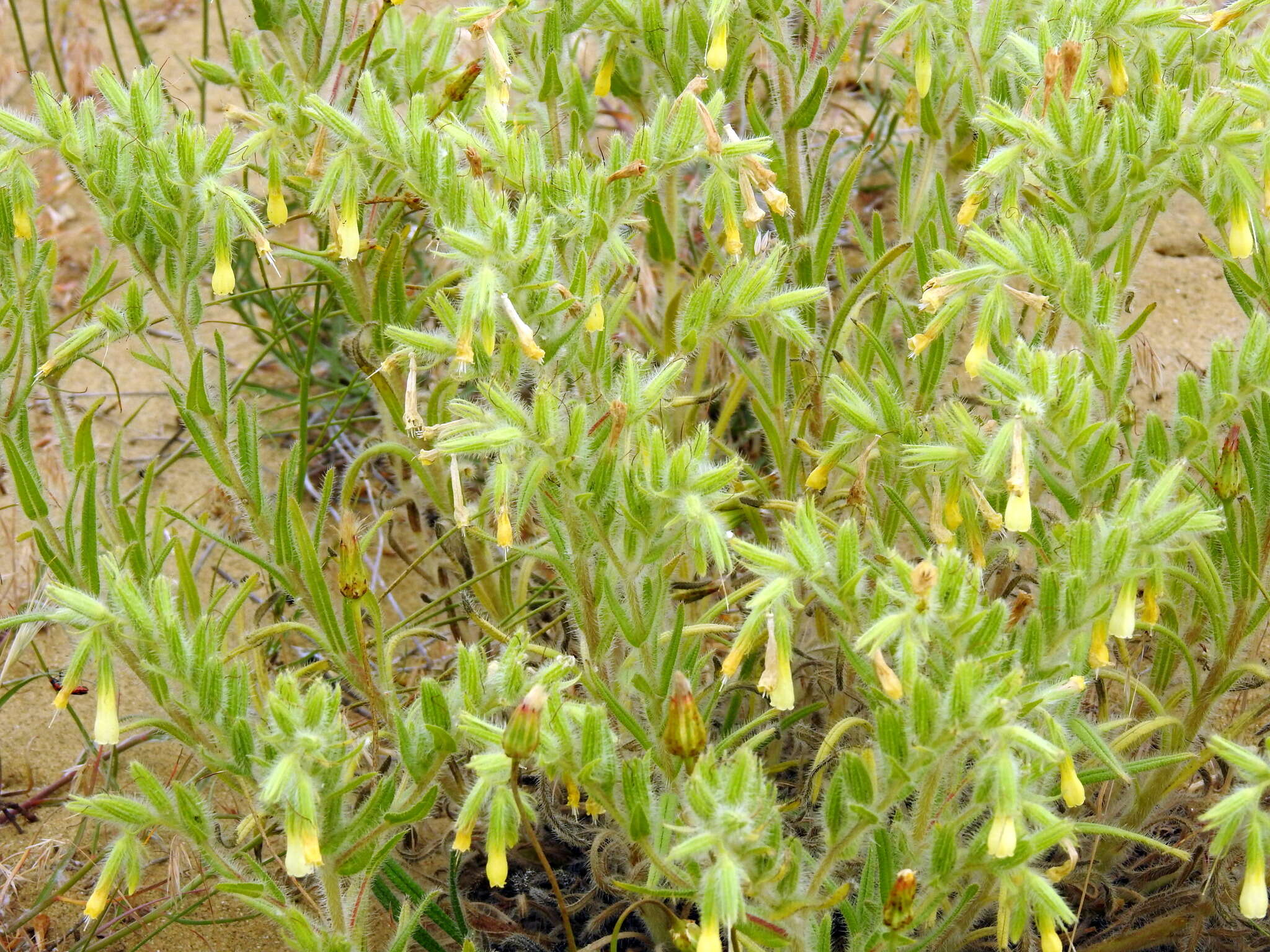 Image of <i>Onosma setosa</i>