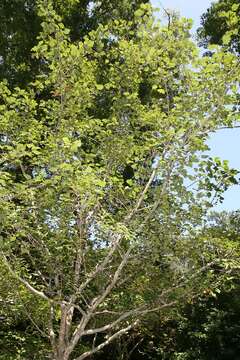 Image of green hawthorn