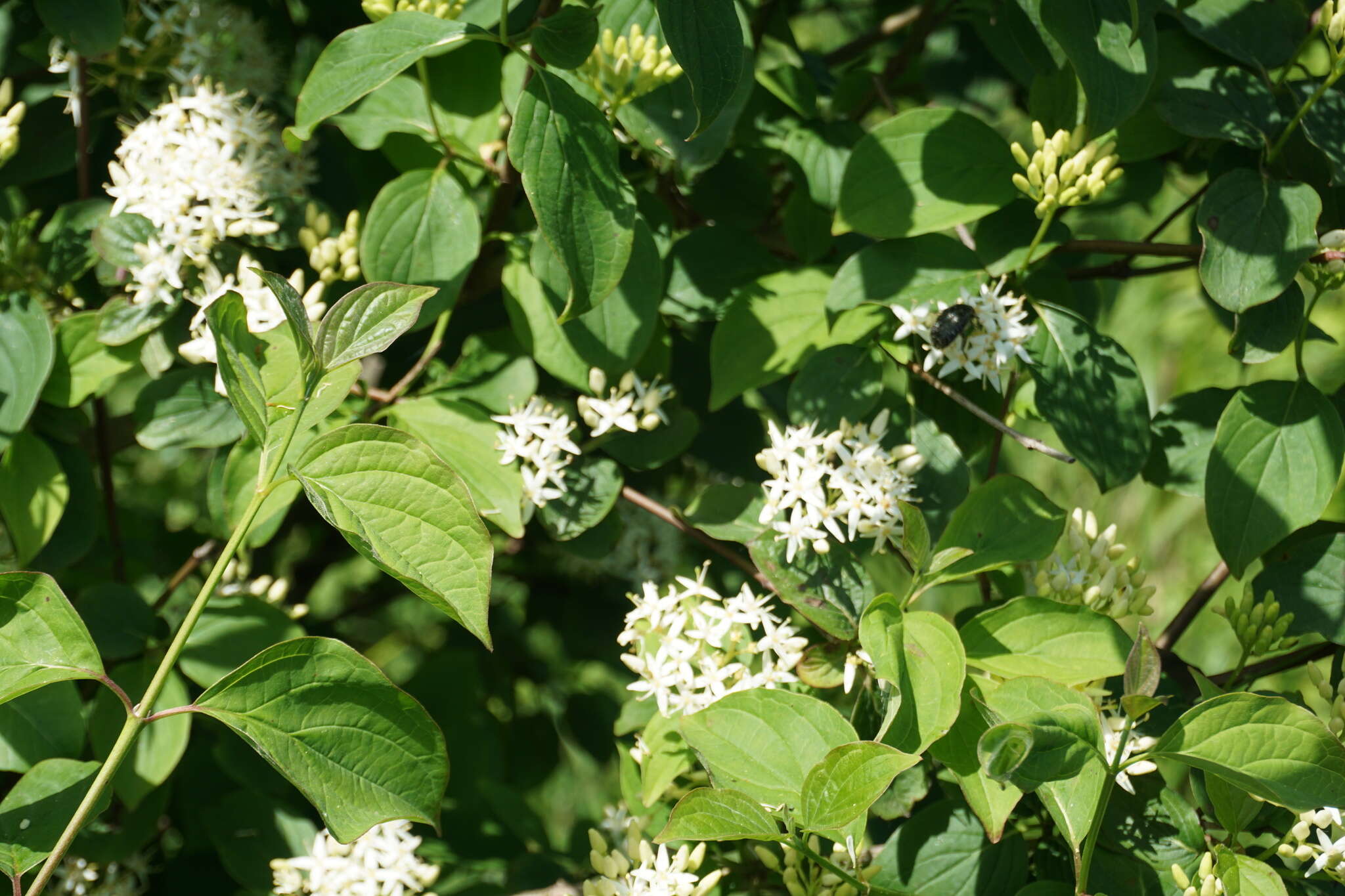 Image of Cornus sanguinea subsp. australis (C. A. Mey.) Jáv.