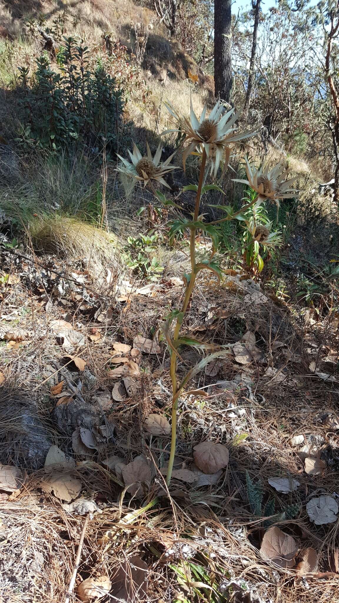 Image of Eryngium cymosum Delar.