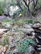 Image of longspur columbine